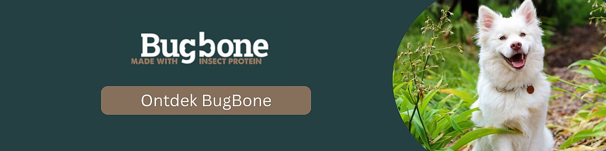 Hond, Zoogdier, Huisdier, Witte hond, Hond, Zoogdier, Huisdier, Witte hond